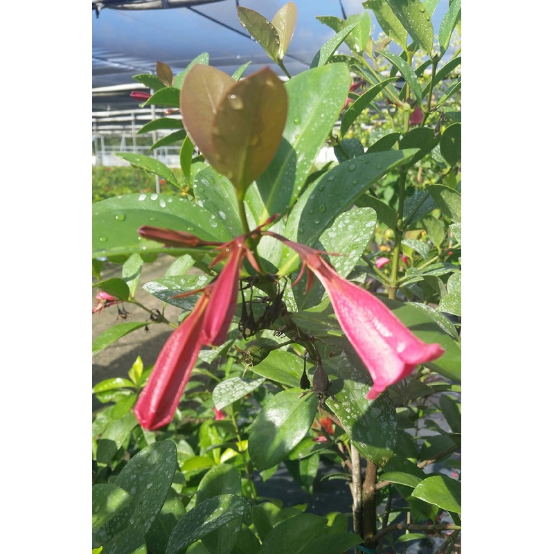 Red Bell Flower (Portlandia coccinea)