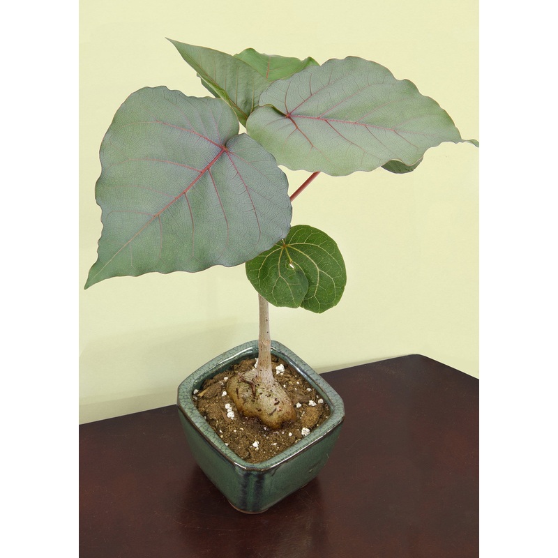 Rock Fig (Ficus petiolaris)