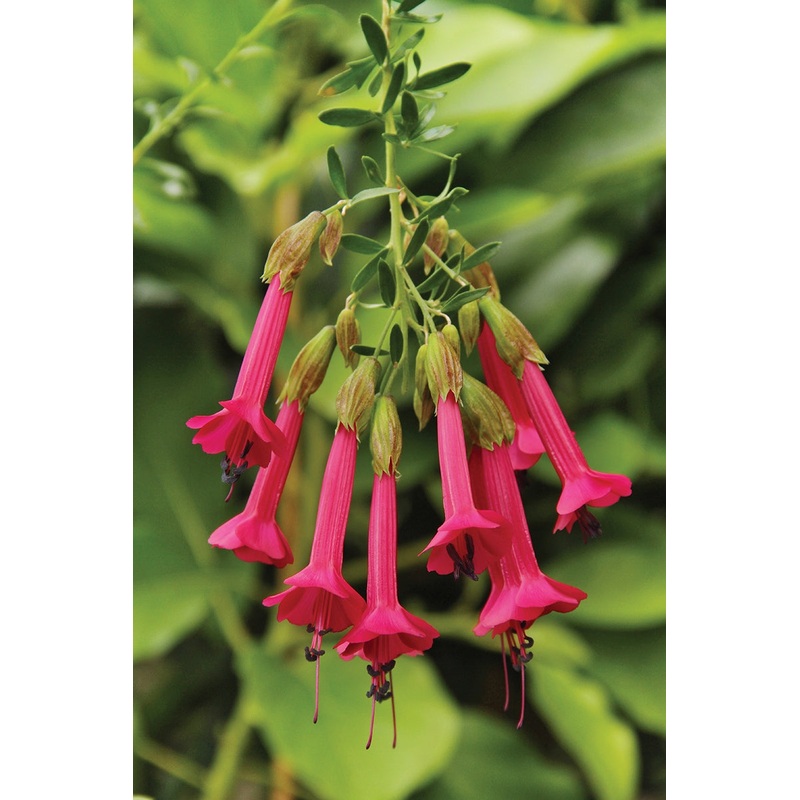 Sacred Flower of the Incas (Cantua buxifolia)