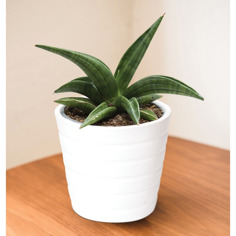 Sansevieria Patens (Sansevieria patens)
