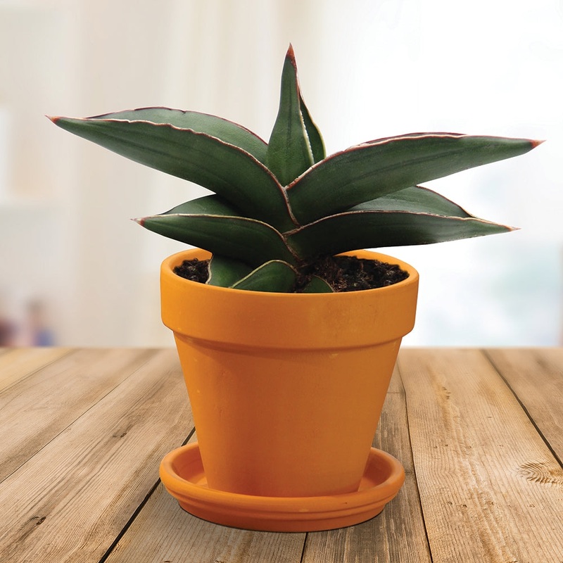 Sansevieria Samurai Dwarf (Sansevieria ehrenbergii)