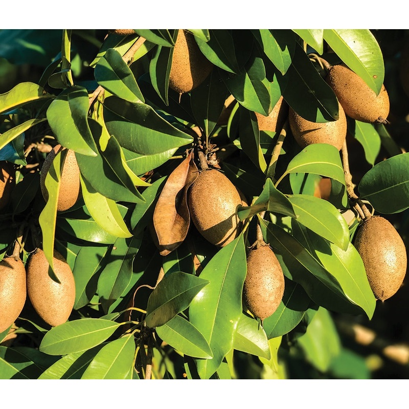 Sapodilla Alano (Manilkara zapota hybrid)