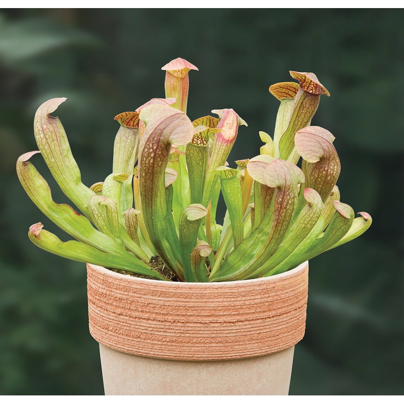 Sarracenia Bug Bat (Sarracenia hybrid)