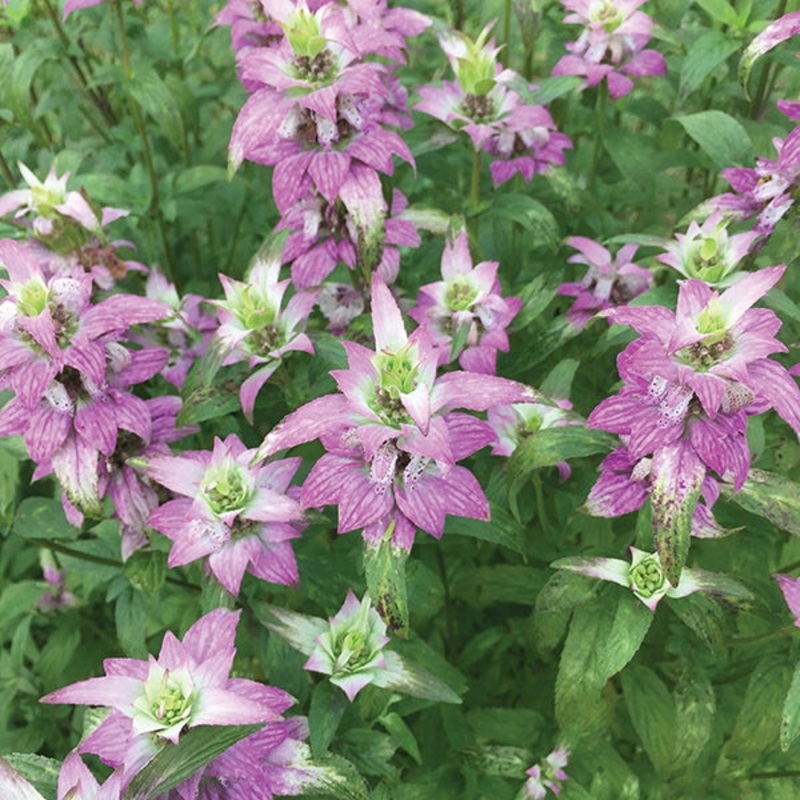 Spotted Beebalm Deep Purple (Monarda punctata hybrid)