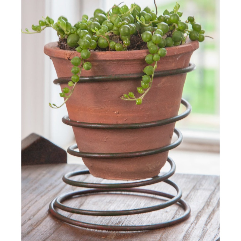 Spring Pot and Bead Plant (Senecio rowleyanus)