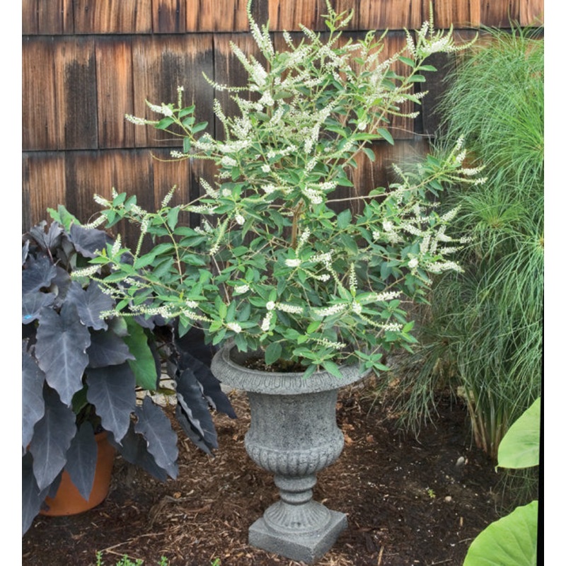 Sweet Almond Verbena (Aloysia virgata)