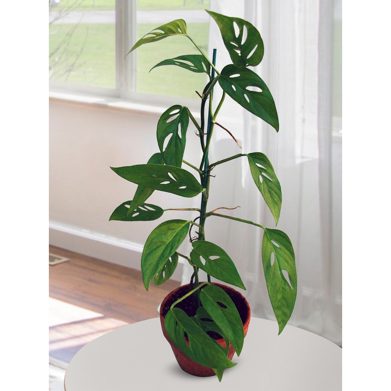 Swiss Cheese Vine Friedrichsthalii (Monstera friedrichsthalii)