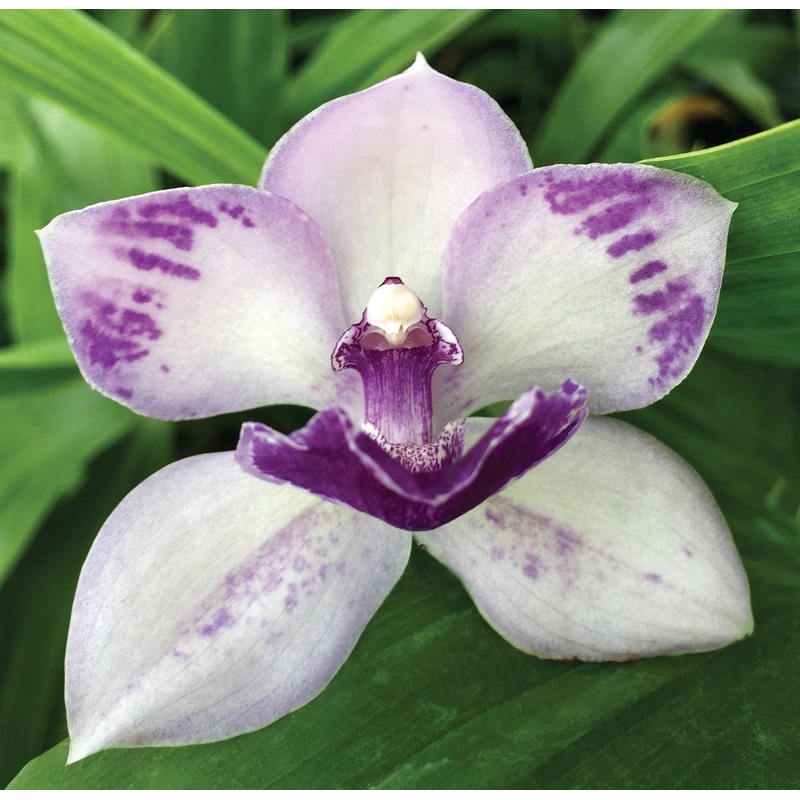 Tst. Orchid Melinda Marie Blue Fairy (Tsubotaara hybrid)
