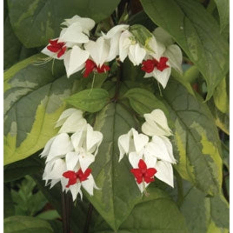 Variegated Bleeding Heart Vine (Clerodendrum thompsoniae Variegata)
