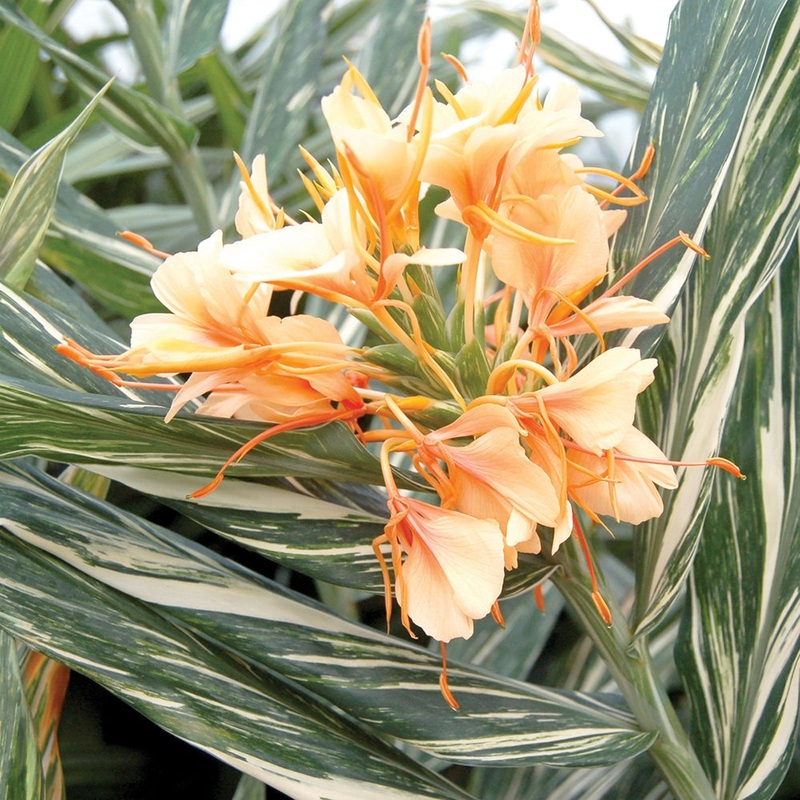 Variegated Ginger Lily Tahitian Flame PP (Hedychium hybrid)
