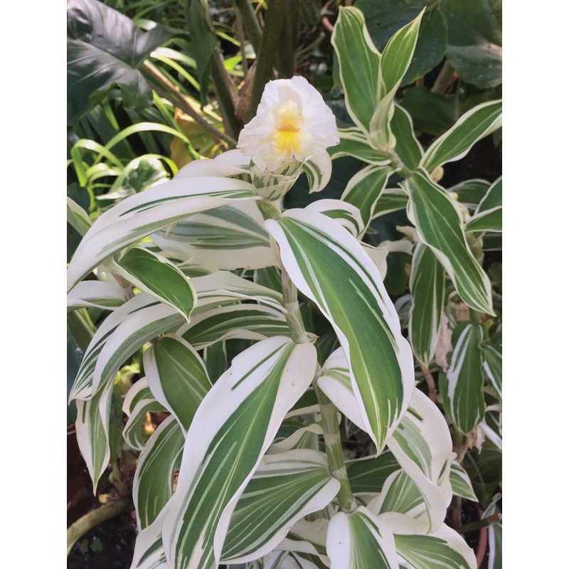 Variegated Spiral Ginger (Costus arabicus Variegatus)