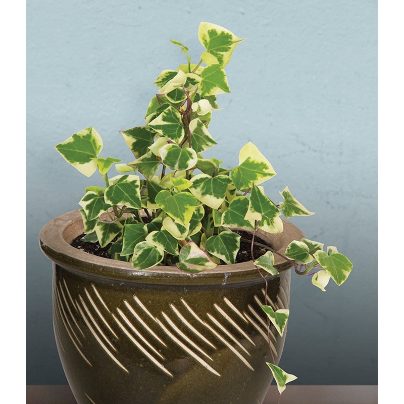 Variegated Wax Ivy (Senecio macroglossus Variegatus)