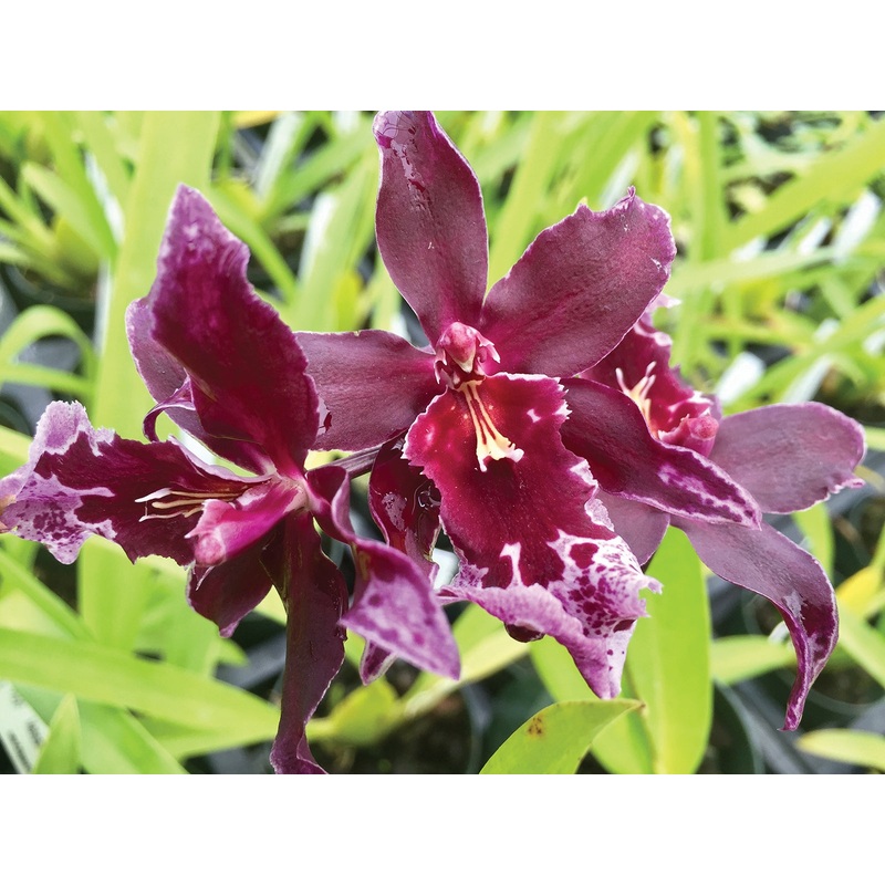 Vuyl Orchid Melissa Brianne Dark (Vuylstekeara hybrid)