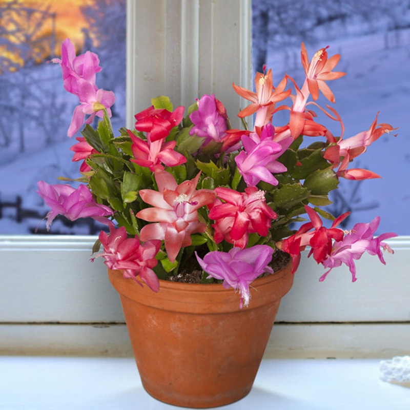 Winter Beauty Holiday Cactus Collection (Schlumbergera hybrids)