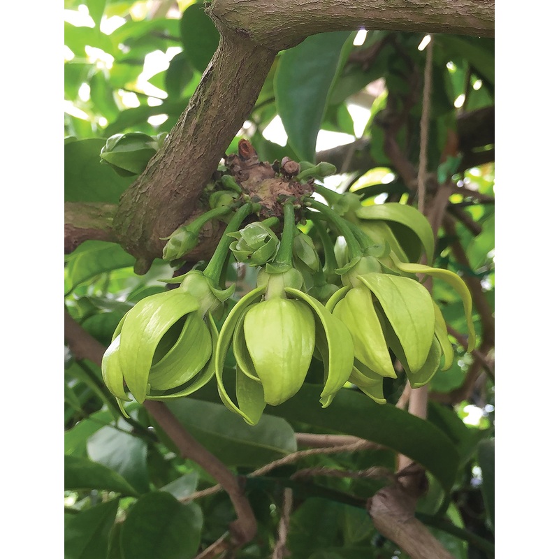 Ylang Ylang Vine (Artabotrys hexapetalus)