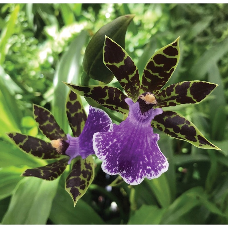 Zygo Orchid Syd Monkhouse (Zygopetalum hybrid)