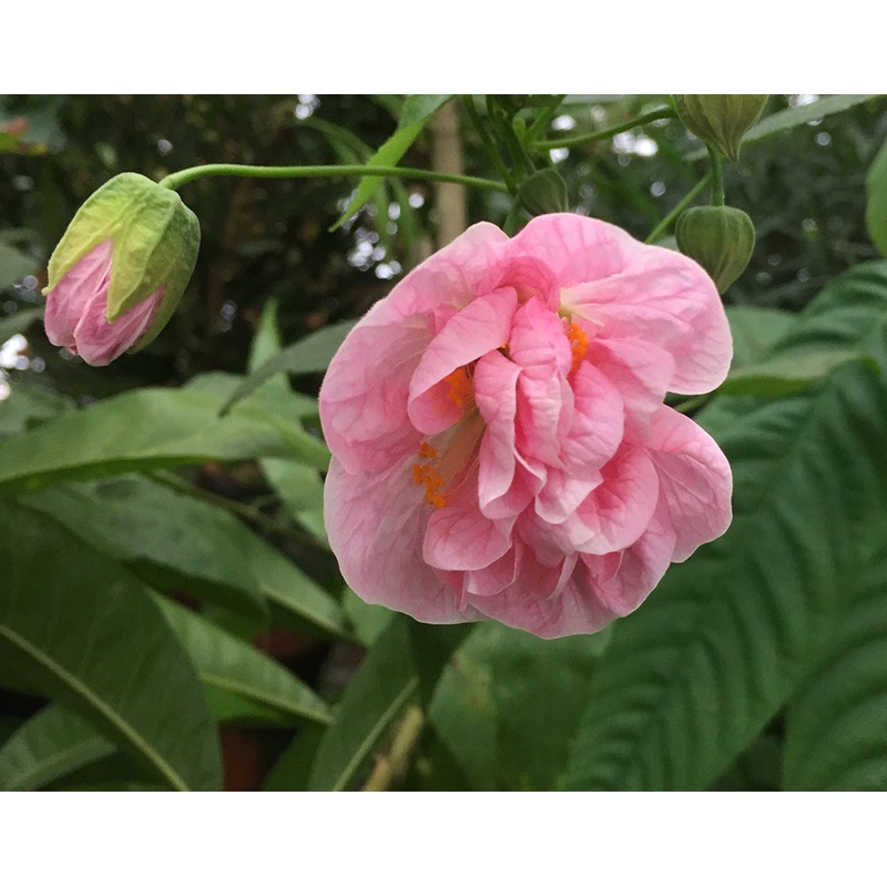 Abutilon ‘Victorian Lady’ (Abutilon hybrid)