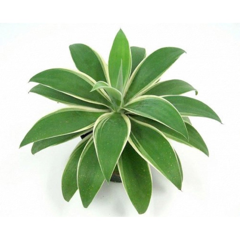 Agave Ray of Light PP (Agave attenuata)