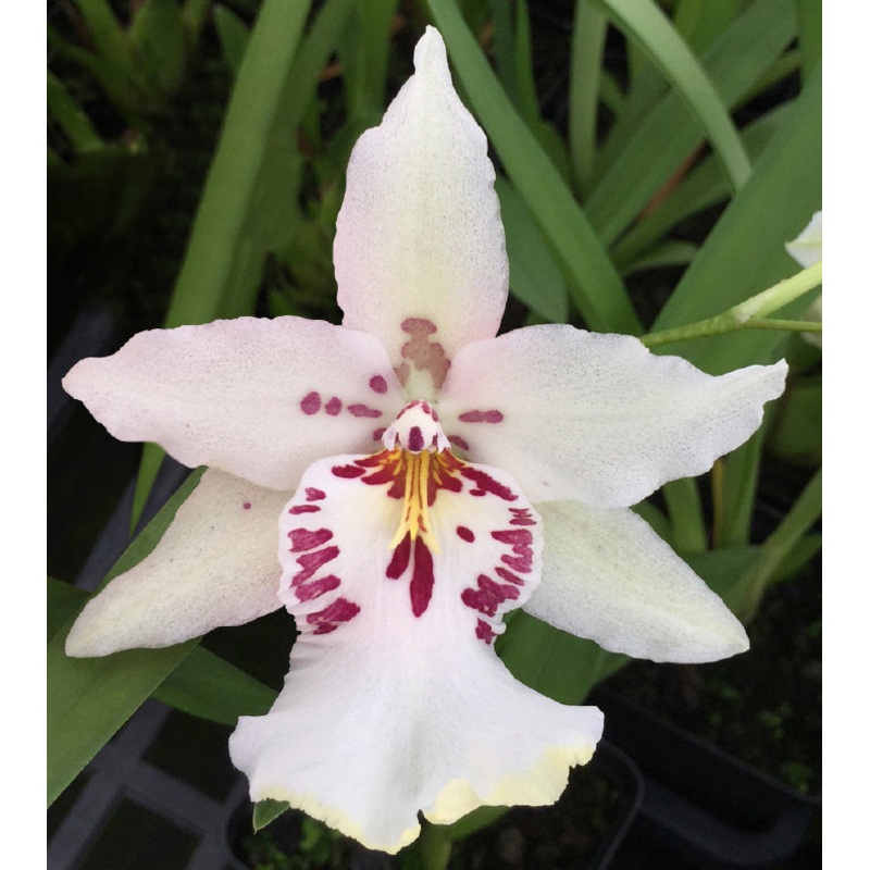 Alcra Orchid Memoria Khun Krairit Stargazer (Brassia x Miltonia x Oncidium hybrid)