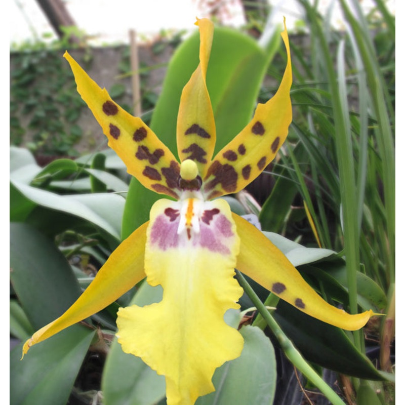 Alcra Orchid Pacific Nova Butter Buds (Brassia x Miltonia x Oncidium hybrid)