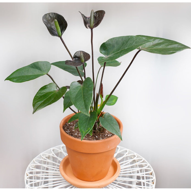Anthurium Black Love (Anthurium hybrid)