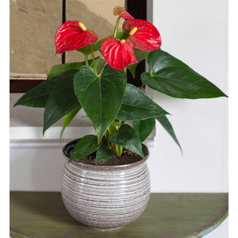 Anthurium Red in Earthenware Pot