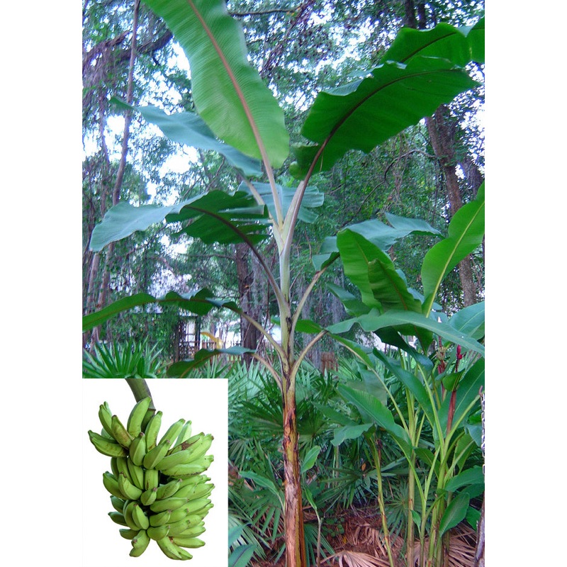 Apple Banana Manzano (Musa hybrid)