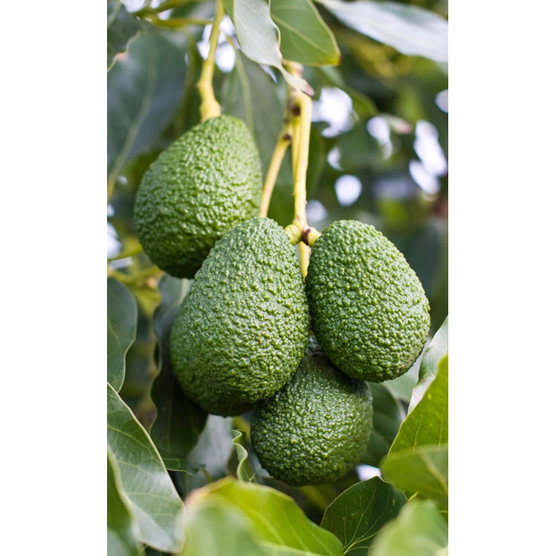 Avocado Tree Florida Hass (Persea americana)