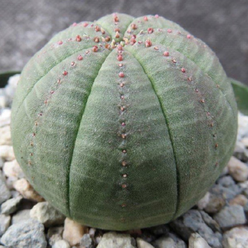 Baseball Plant (Euphorbia obesa)