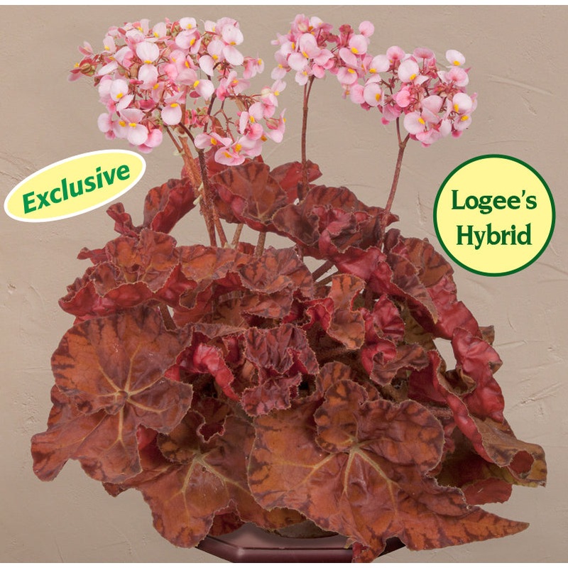 Begonia Autumn Crinkle (Begonia rhizomatous hybrid)