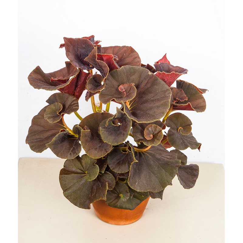 Begonia Chocolate Swirl (Begonia rhizomatous hybrid)