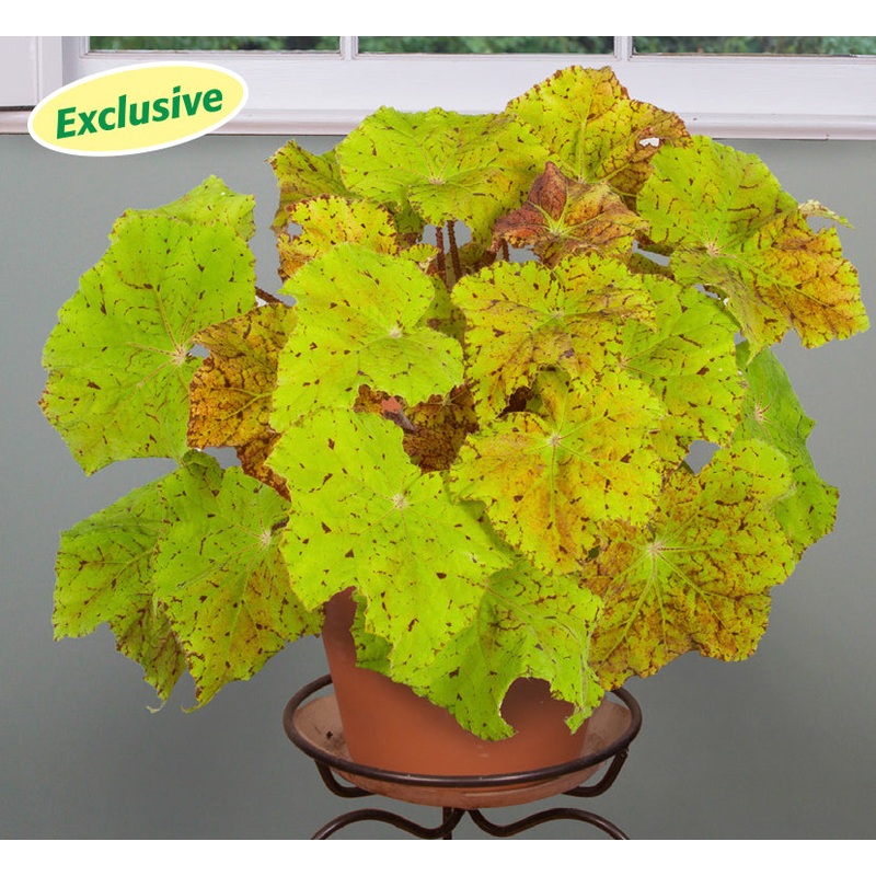 Begonia Lime Royale (Begonia rhizomatous hybrid)
