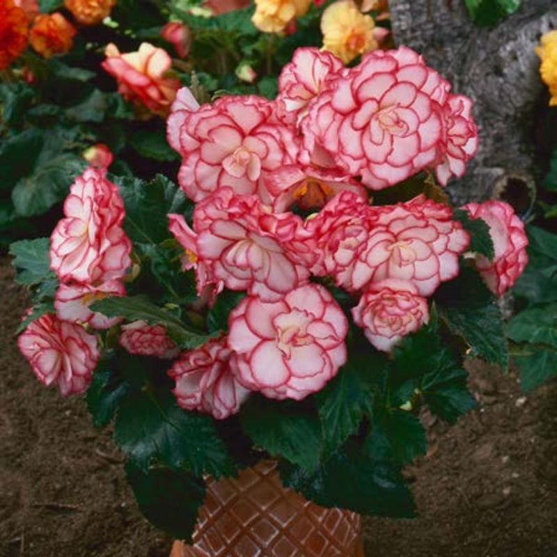 Begonia On Top Pink Halo (Begonia hybrid)