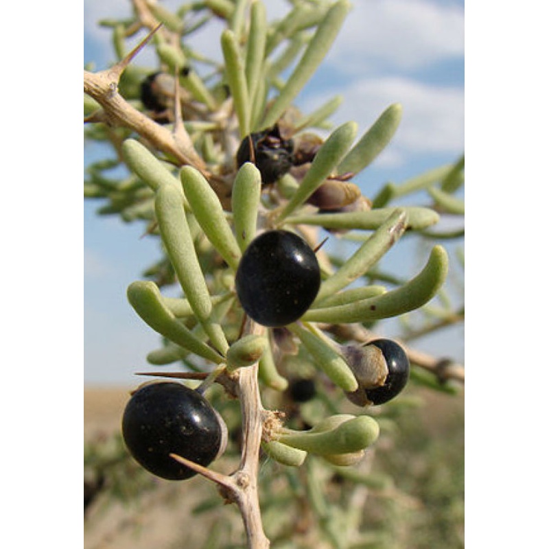 Black Goji (Lycium ruthenicum)