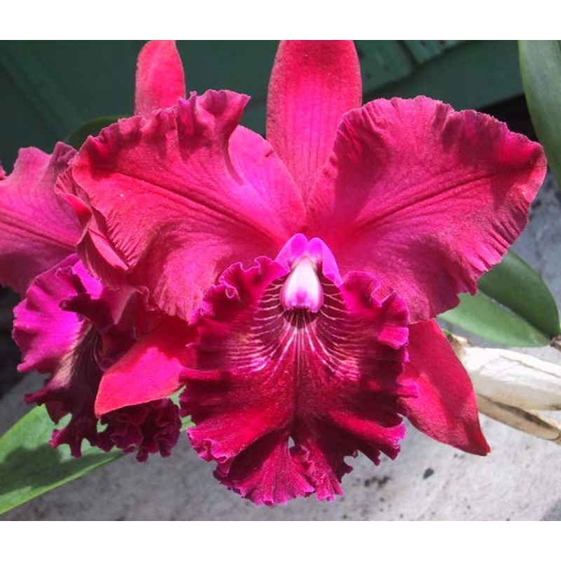 Blc. Orchid Hwa Yuan Rose NN (Brassavola x Laelia x Cattleya)