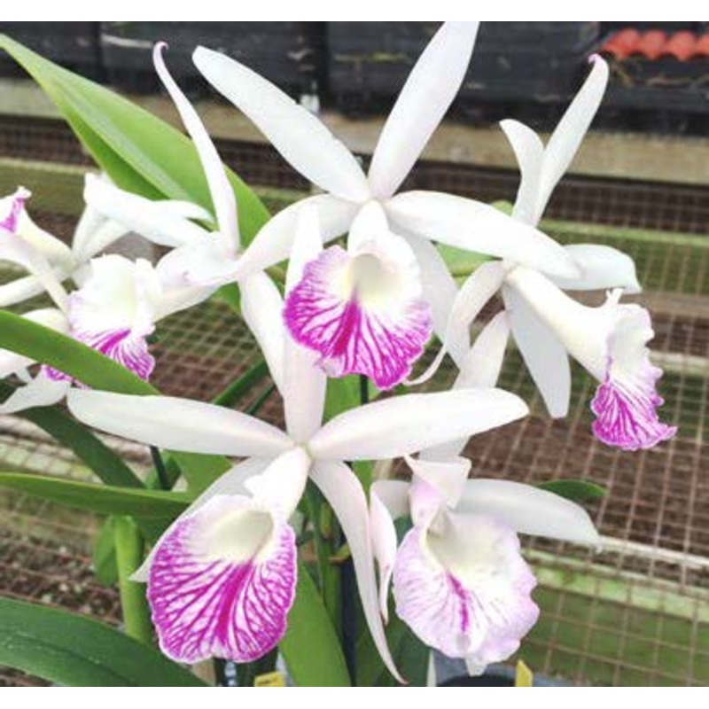 Blc. Orchid (intermedia x Morning Glory) Doris (Brassavola x Laelia x Cattleya)