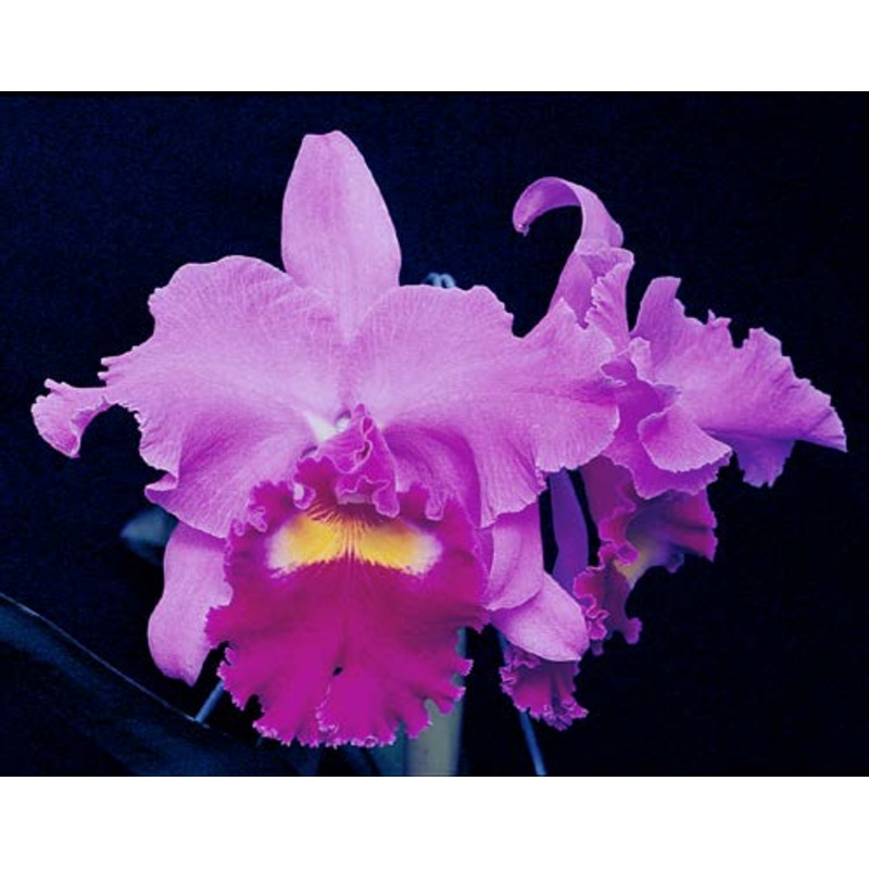 Blc. Orchid Jerri Ann Richard Ruby Lip (Brassavola x Laelia x Cattleya hybrid)
