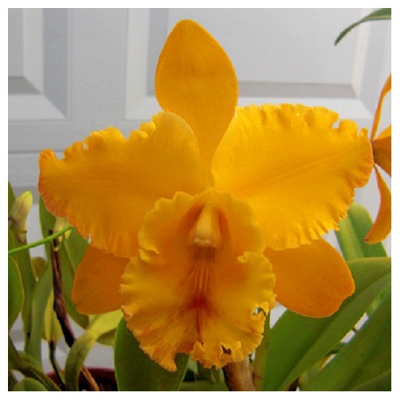 Blc. Orchid Liah Her Glory (Brassavola x Laelia x Cattleya)