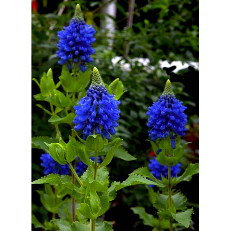 Blue Witches Hat (Pycnostachys urticifolia)