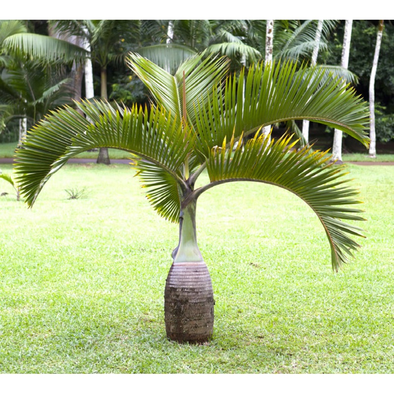 Bottle Palm (Hyophorbe lagenicaulis)