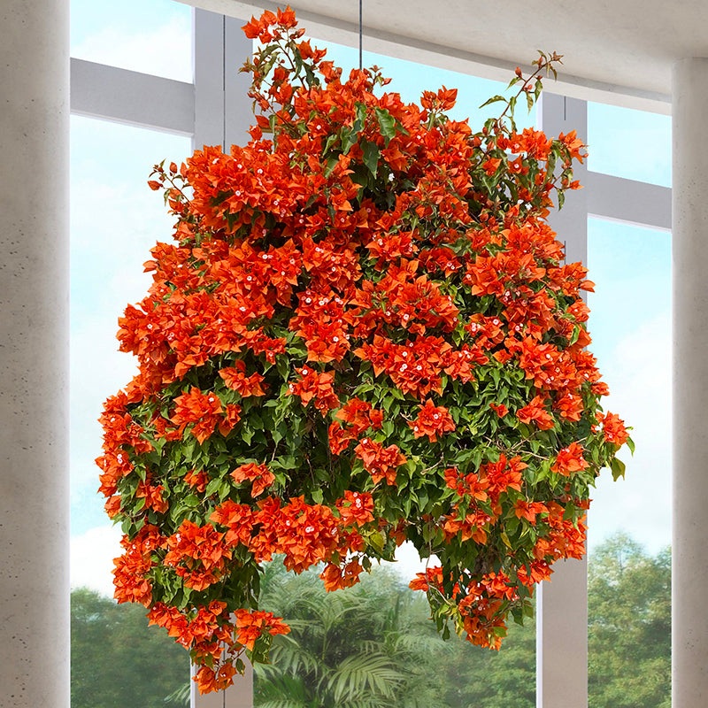 Bougainvillea Fire Opal PP (Bougainvillea hybrid)