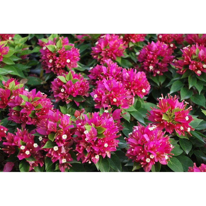 Bougainvillea Sunvillea Rose PP (Bougainvillea hybrid)