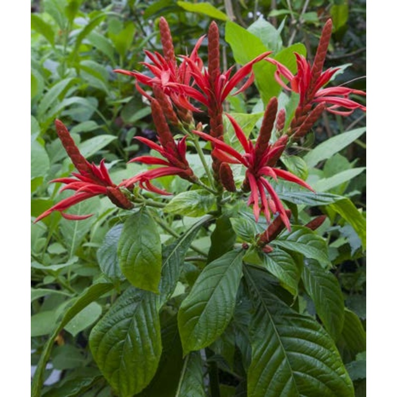 Brazilian Red Flare (Aphelandra species)