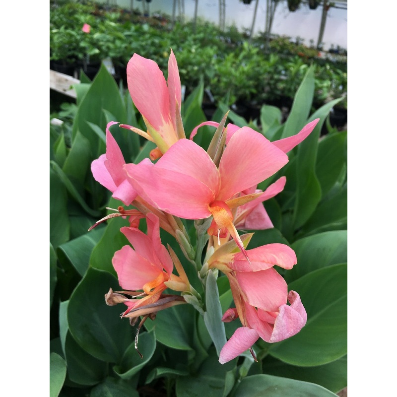 Canna Baby Girl Pink (Canna hybrid)