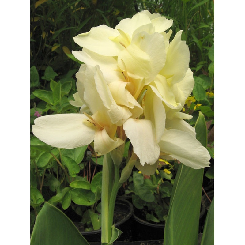 Canna Ermine (Canna hybrid)