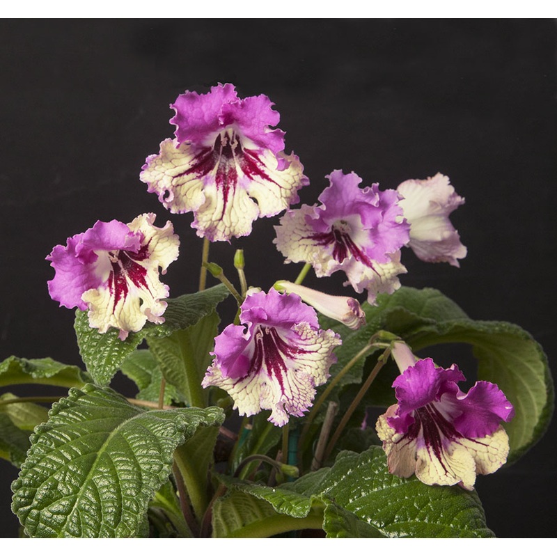 Cape Primrose 7001 (Streptocarpus hybrid)