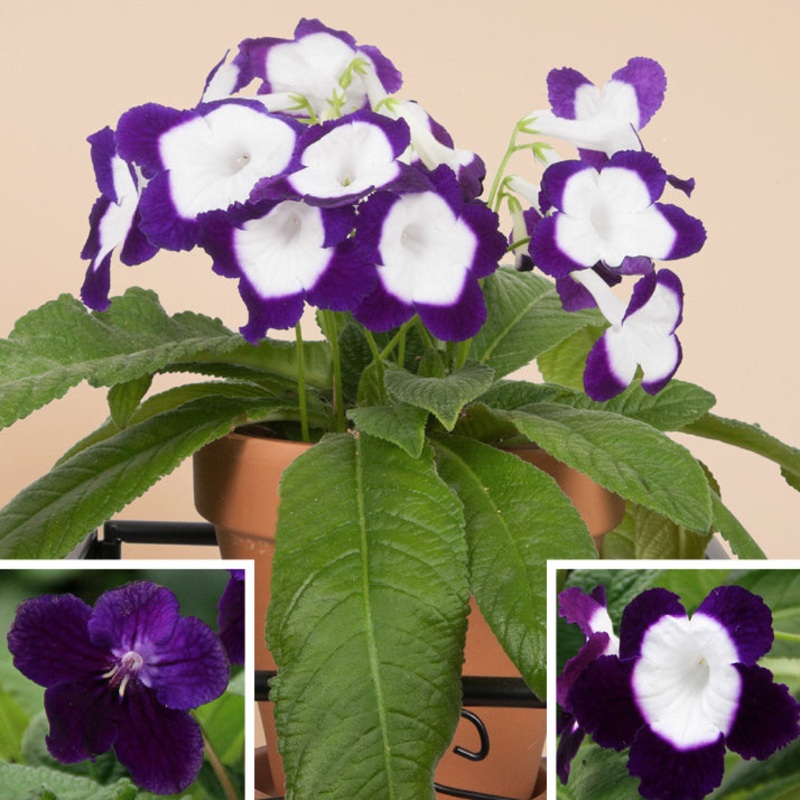 Cape Primrose Full Moon (Streptocarpus hybrid)