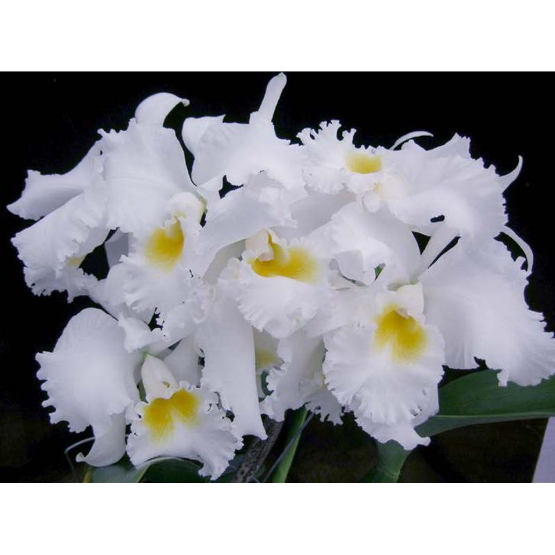 Cattleya Orchid Bob Betts White Lightning (Cattleya hybrid)