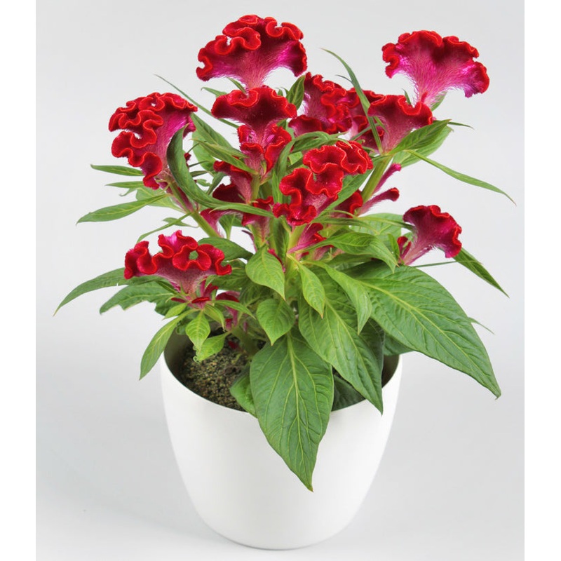 Celosia Twisted Red (Celosia cristata)
