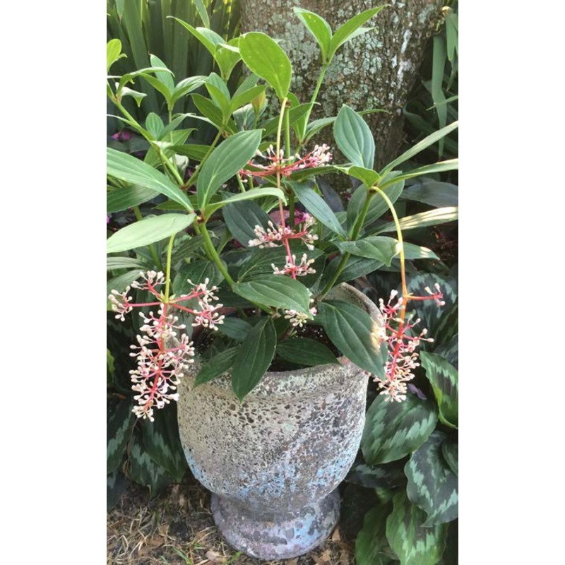 Chandelier Medinilla (Medinilla pendula)